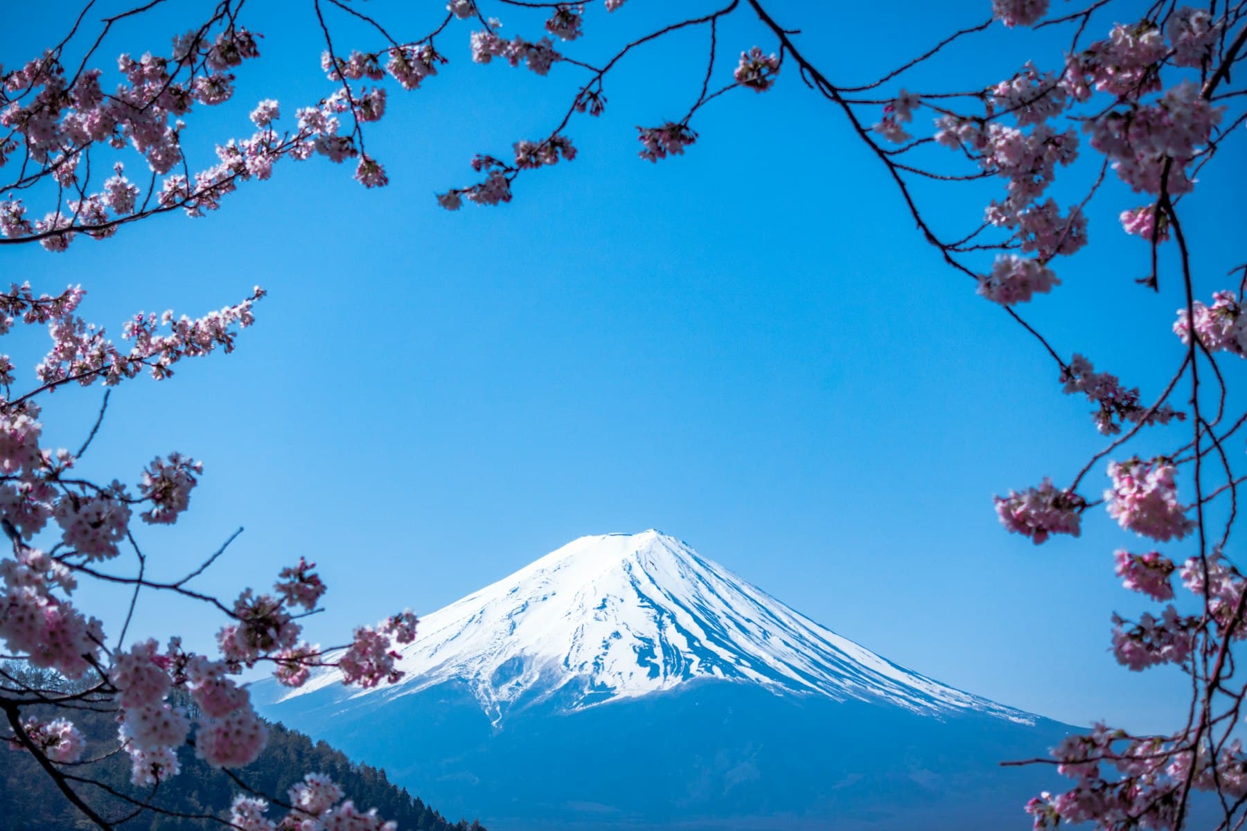 Snow-capped Mount Fuji framed by pink cherry blossoms against a clear blue sky
