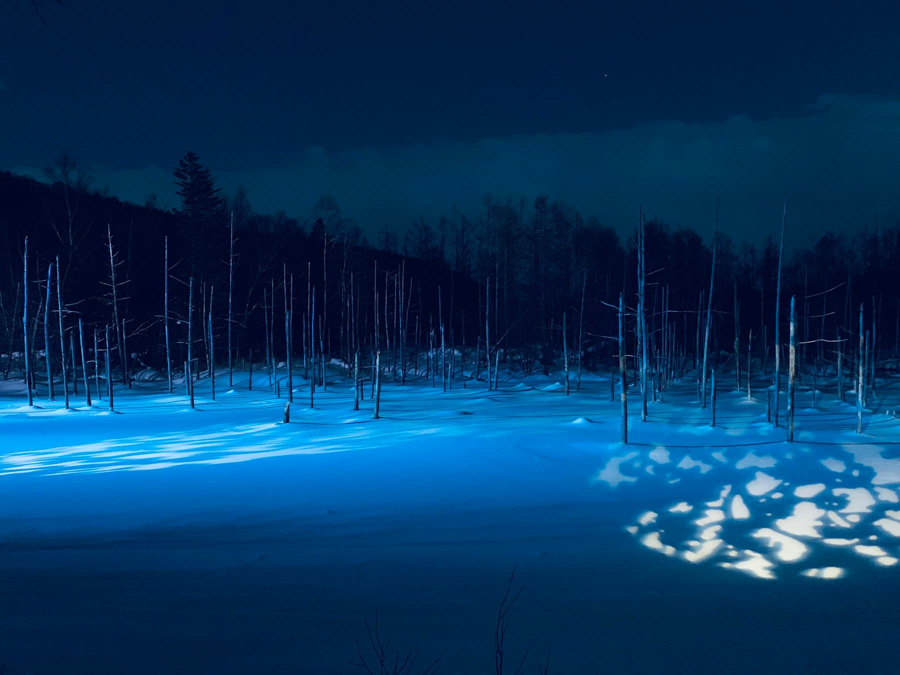 Bare trees in snow at the Blue Pond in Biei, Hokkaido, lit blue at night
